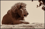nettoyage-le-lion.jpg