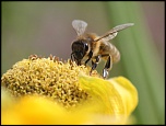 [Photo-Shop]Plug-in-abeille.jpg