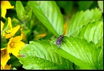 -insectes-jardin-4-juillet-2012-001-640x430-.jpg