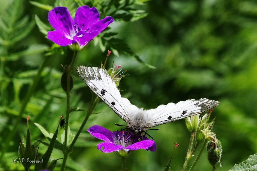 papillons 0038