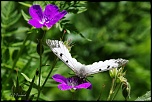 papillons 0038