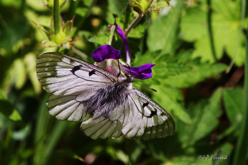 papillons 0039