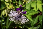 papillons 0039