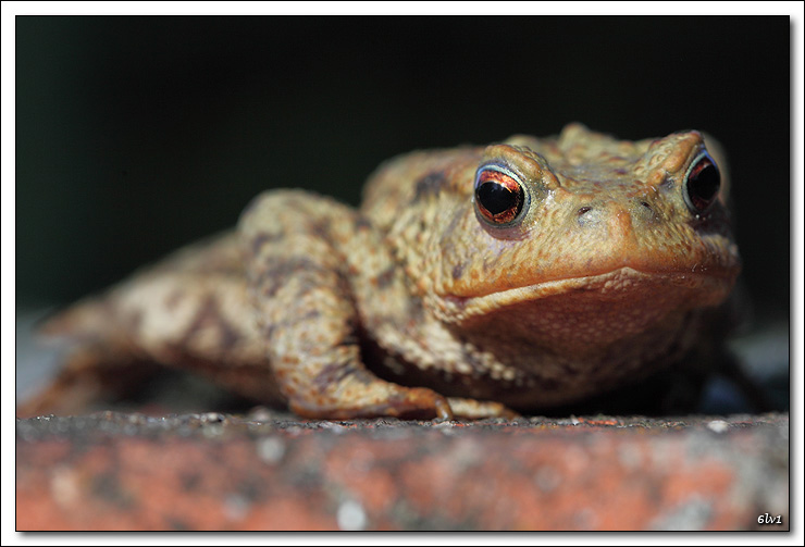 Nouveau sur le site mais ancien photographe &#33;-5d_0941-dpp-cadre2.jpg