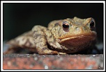 Nouveau sur le site mais ancien photographe &#33;-5d_0941-dpp-cadre2.jpg