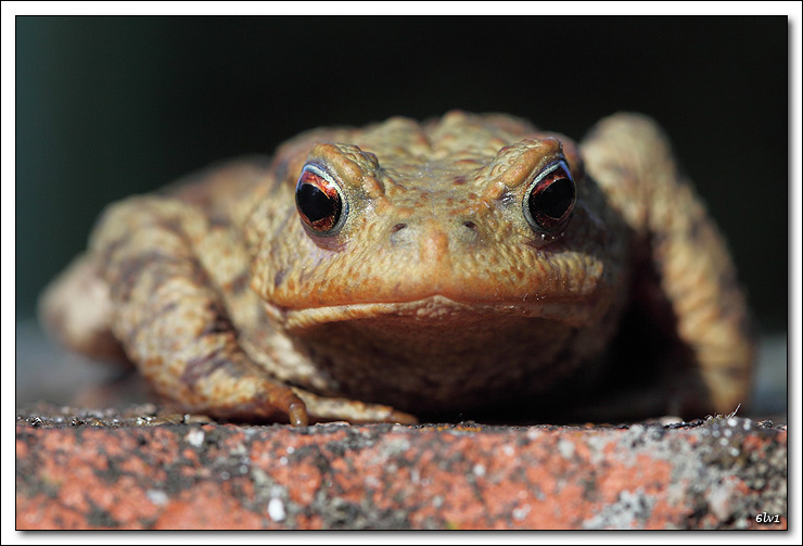 Nouveau sur le site mais ancien photographe &#33;-5d_0943-dpp-cadre2.jpg