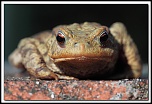 Nouveau sur le site mais ancien photographe &#33;-5d_0943-dpp-cadre2.jpg
