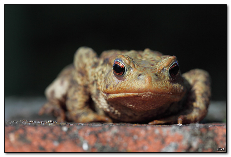 Nouveau sur le site mais ancien photographe &#33;-5d_0942-cs-2-cadre2.jpg