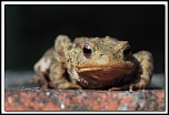 Nouveau sur le site mais ancien photographe &#33;-5d_0942-cs-2-cadre2.jpg