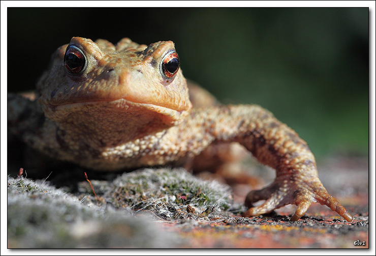 Nouveau sur le site mais ancien photographe &#33;-5d_0952-dpp-2-cadre2.jpg