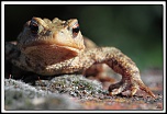 Nouveau sur le site mais ancien photographe &#33;-5d_0952-dpp-2-cadre2.jpg