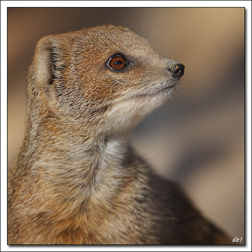 Nouveau sur le site mais ancien photographe &#33;-40d_9378-cs-cadre2.jpg