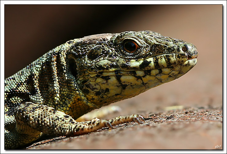 Nouveau sur le site mais ancien photographe &#33;-img_6966-cs-2-cadre2.jpg