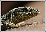 Nouveau sur le site mais ancien photographe &#33;-img_6966-cs-2-cadre2.jpg