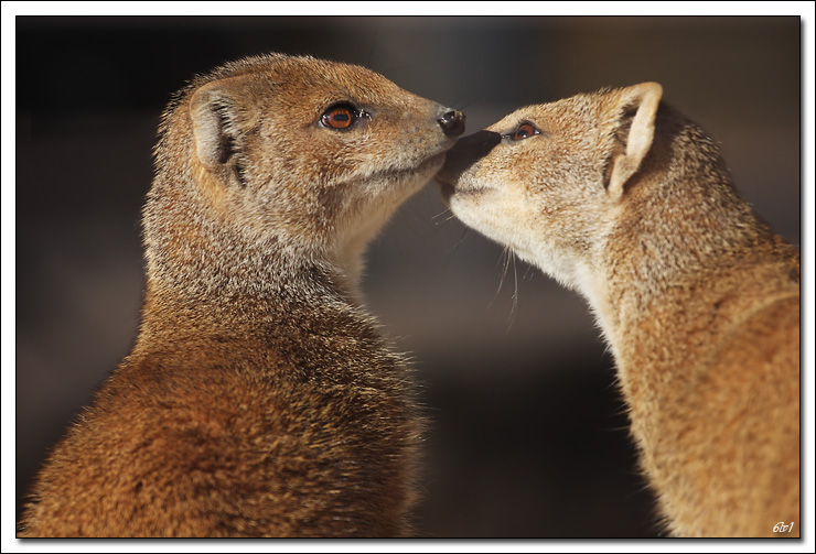Nouveau sur le site mais ancien photographe &#33;-40d_9405-cs-cadre2.jpg