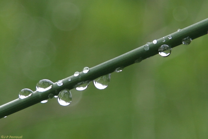 -plantes-0011.jpg