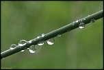 -plantes-0011.jpg