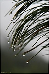 -pin002.jpg