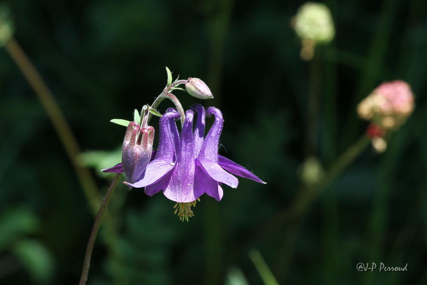70-300 Sigma APO-fleurs-0098.jpg