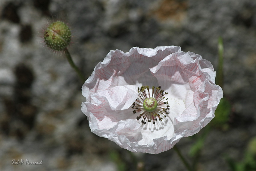 70-300 Sigma APO-fleurs-0099.jpg
