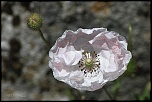 70-300 Sigma APO-fleurs-0099.jpg