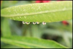 test macro