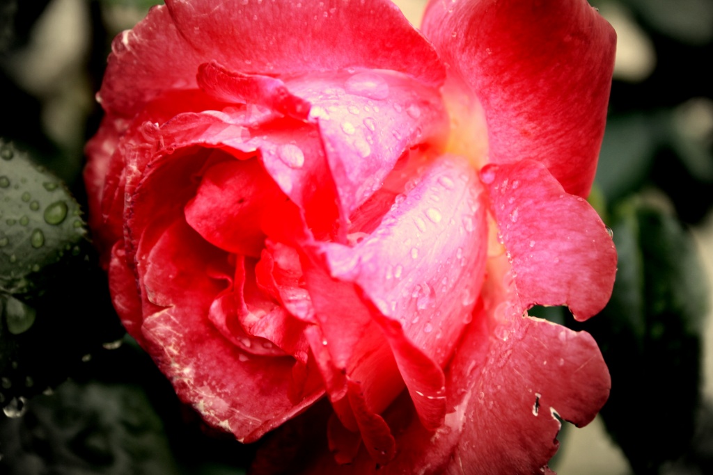 Nouveau sur le site mais ancien photographe &#33;-img_7979.jpg
