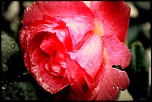 Nouveau sur le site mais ancien photographe &#33;-img_7979.jpg