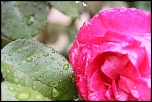 Nouveau sur le site mais ancien photographe &#33;-img_7984.jpg
