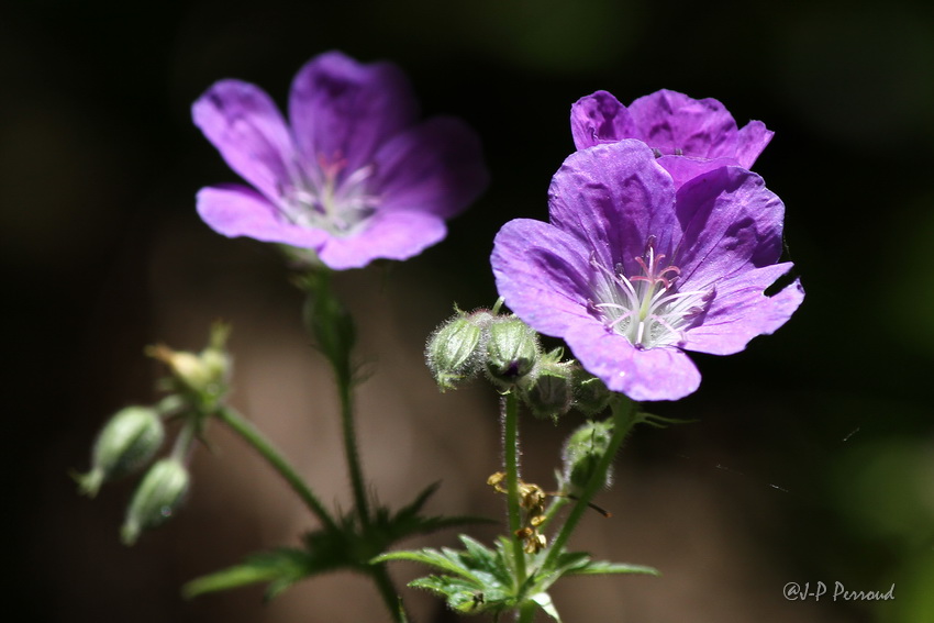 70-300 Sigma APO-fleurs-0100.jpg