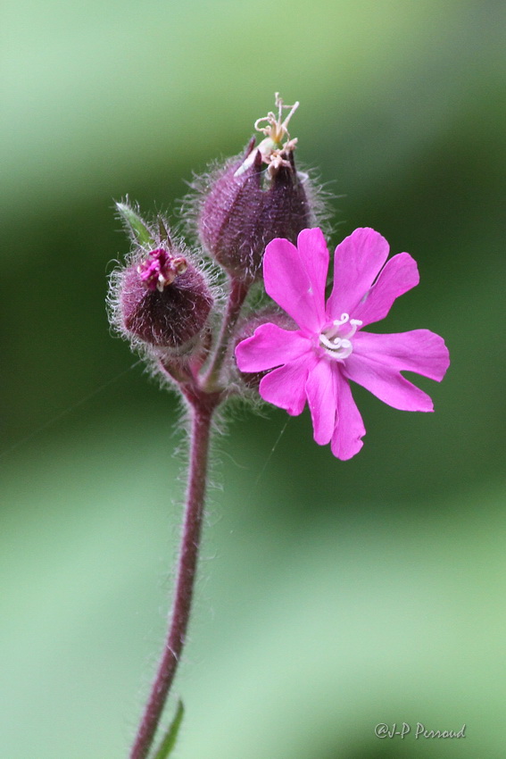 70-300 Sigma APO-fleurs-0101.jpg