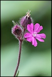 70-300 Sigma APO-fleurs-0101.jpg