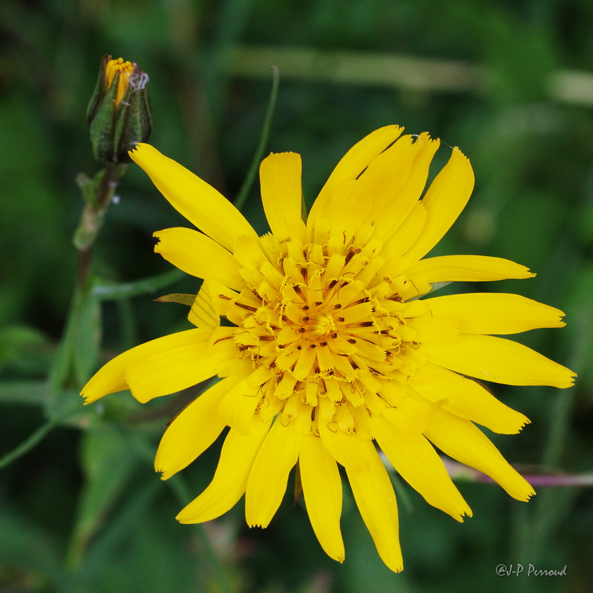 70-300 Sigma APO-fleurs-0102.jpg