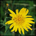 70-300 Sigma APO-fleurs-0102.jpg