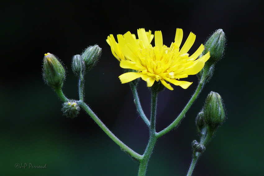 70-300 Sigma APO-fleurs-0103.jpg