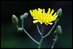 70-300 Sigma APO-fleurs-0103.jpg