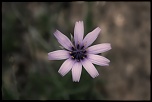 Salut-fleur-.jpg