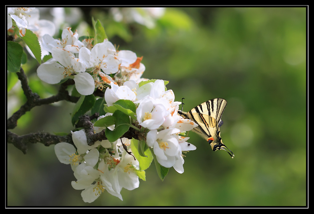 Flamb (Papilionidae)