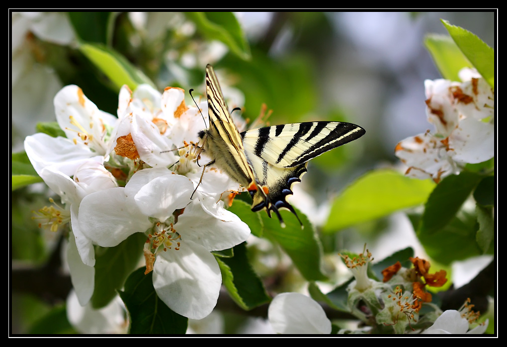 Flamb (Papilionidae)