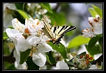 Flamb (Papilionidae)