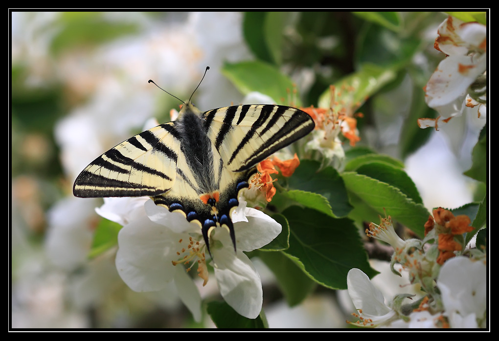 Flamb (Papilionidae)