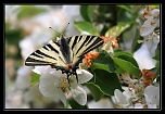 Flamb (Papilionidae)