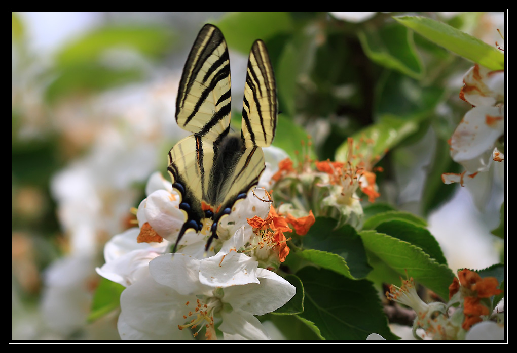 Flamb (Papilionidae)