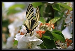 Flamb (Papilionidae)