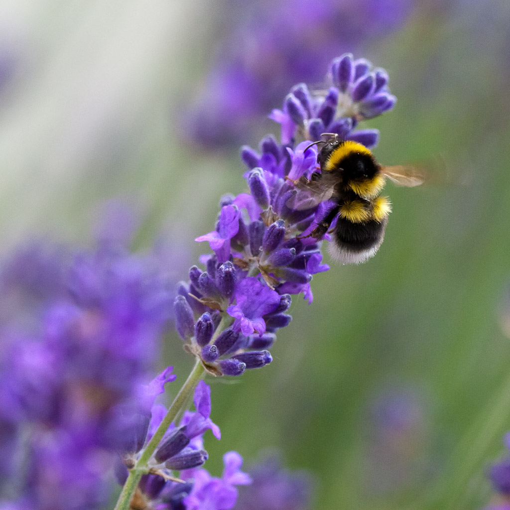 Test 300D &amp; comparatifs 10D-04062011-1.jpg
