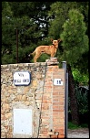 Gallerie-cane-di-terracotte.jpg
