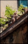 Gallerie-gatti-di-terracotta.jpg