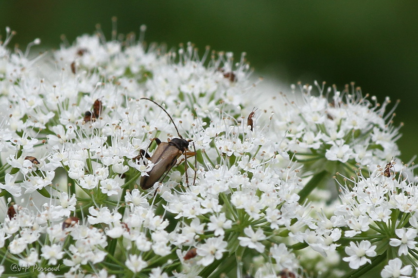 insectes 0036