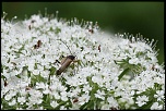 insectes 0036
