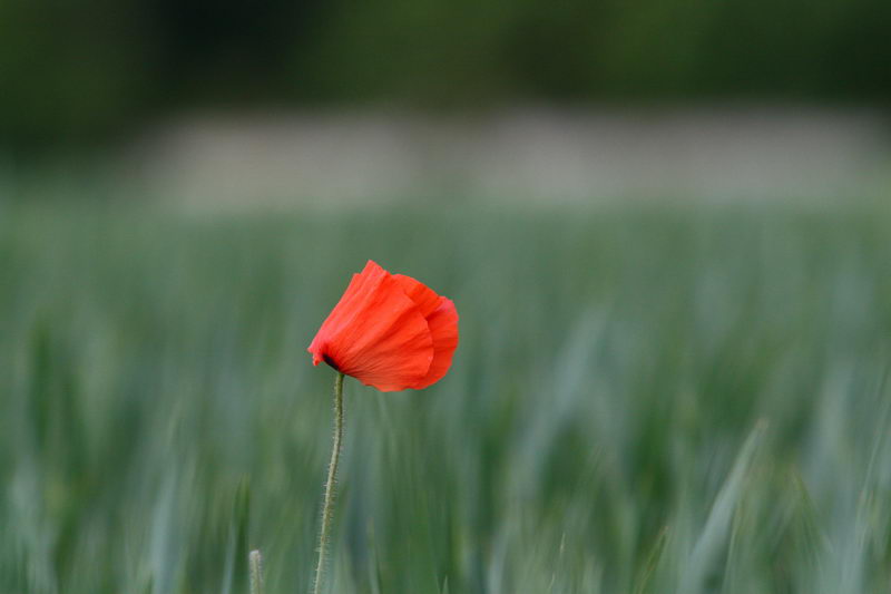 Naissance-img_1667.jpg